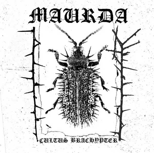 MAURDA - Cultus Brachypter MCD
